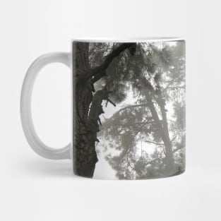 Foggy Woods - Grey Morning Fog in a Redwood Forest - Black and White Trees Mug